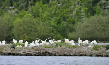 IVN-lezing Koloniebroeders