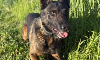 Politiehonden trainen op de plassen: mogelijk tijdelijk overlast