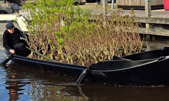 Dit jaar ook pramen tijdens Aalsmeer Flower Festival?
