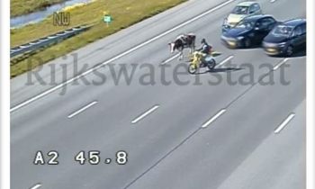 Koe maakt tripje op A2 bij Vinkeveen