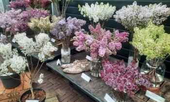 Historische Tuin opent met feestelijk Seringenweekend