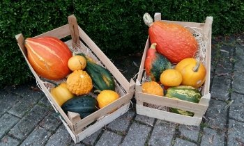 Landwinkel De Lindenhorst verkoopt prachtige sierkalebassen!