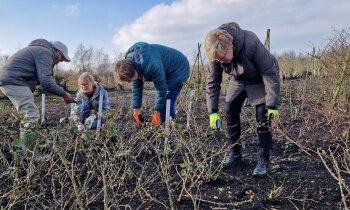 Leer snoeien als een professional op de Historische Tuin Aalsmeer