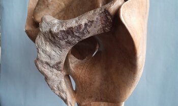 Abstractie, Kleur en Organische vormen