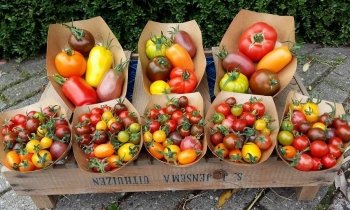 Landwinkel De Lindenhorst verkoopt heerlijke tomaten en komkommers!