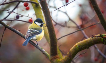 Uitdeelactie: 1.000 gratis boompjes voor meer vogels in tuinen