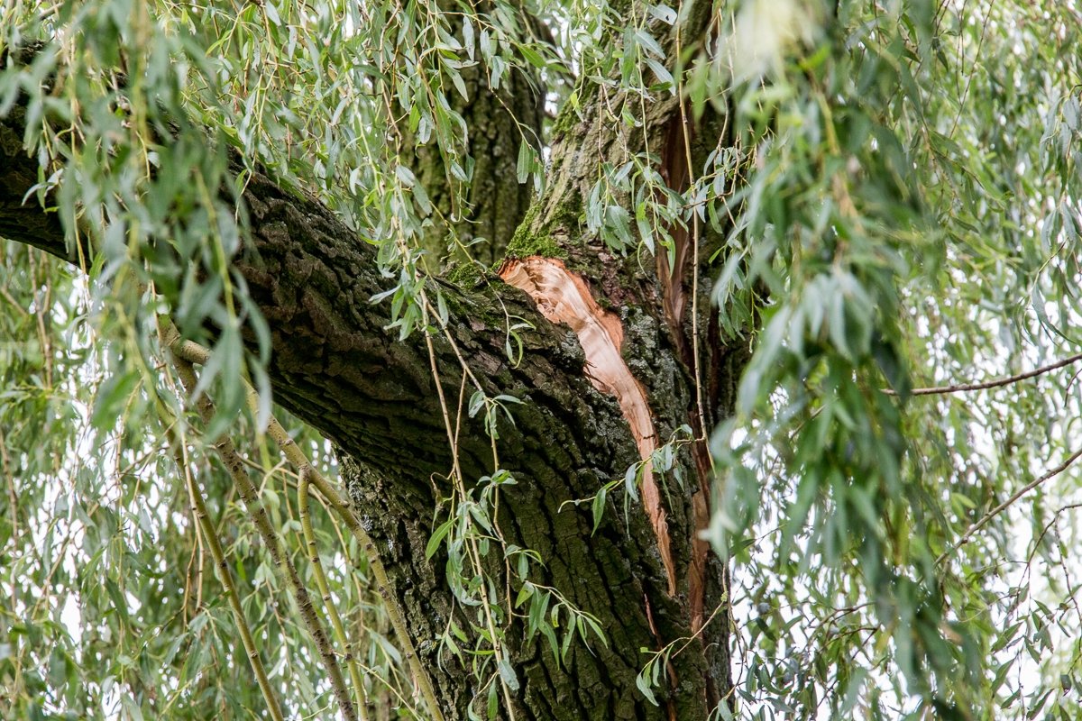 Speeltuin Loenersloot dicht na grote tak die dreigt te vallen
