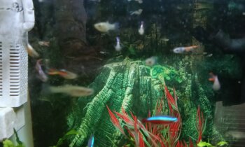 Aquarium drijfplantjes
