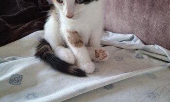 Kitten zoekt baasje