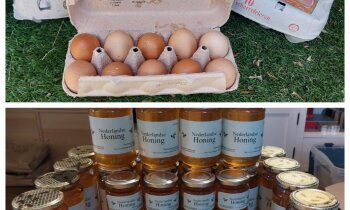 Te koop verse kippen eieren