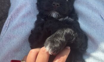 Maltipoo x labradoodle pups