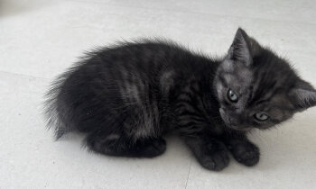 Kittens