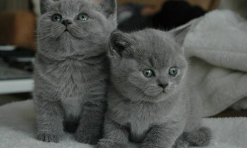 Britse korthaar kittens